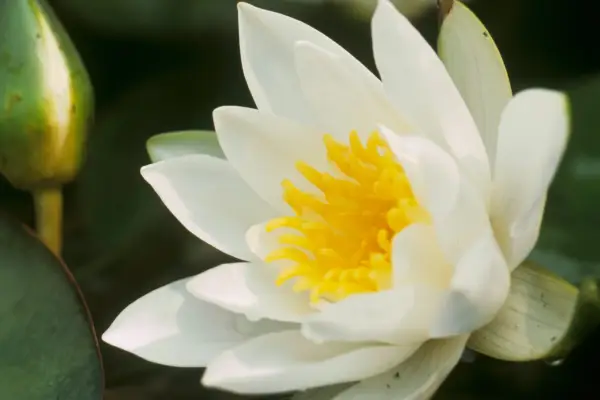 White water lily 