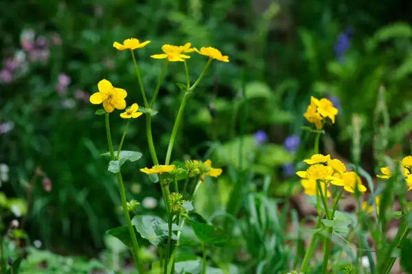 Marsh marigold, Caltha palustris