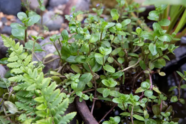 Wildlife Pond Pot close up detail Veronica beccabunga cast iron container 100816 10082016 10/08/16 10/08/2016 10 10th August 2016 Summer Helen Riches Pond in a Pot photographer Sarah Cuttle practical step by step project horizontal