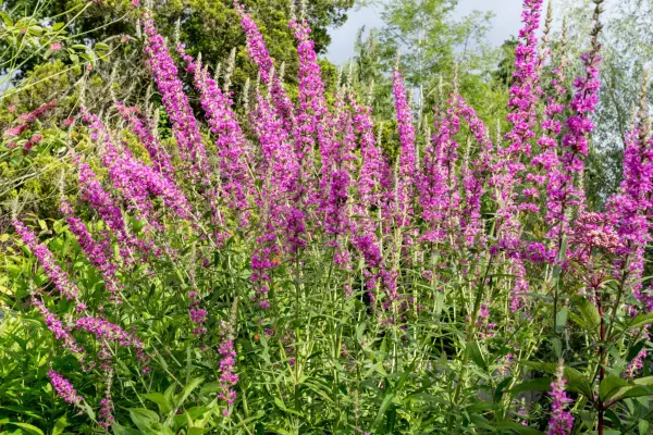 Purple loosestrife, Lythrum salicaria