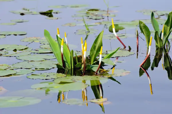 Golden Club, Orontium aquaticum