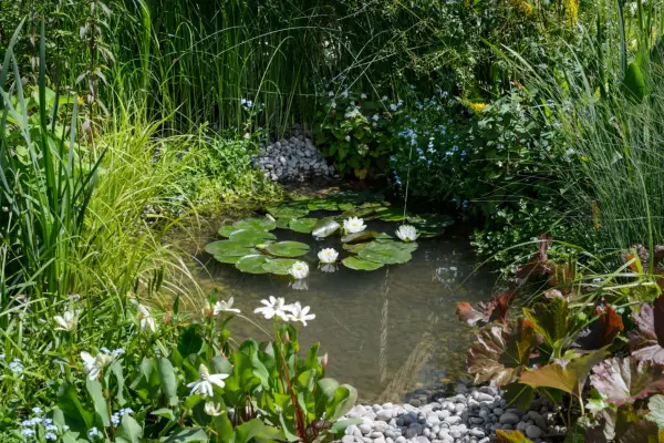 Garden pond surrounded by pond plants
