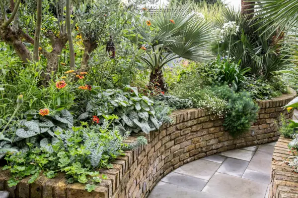 European fan palm (Chamaerops humilis) in tropical border