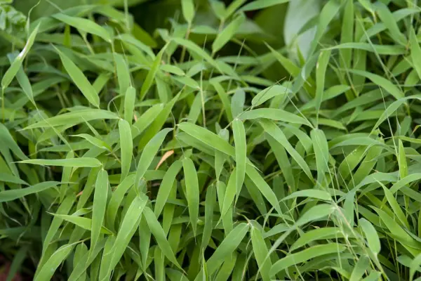 Bamboo, Fargesia murieliae 