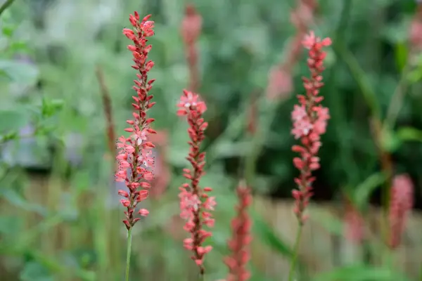 Persicaria amplexicaulis 