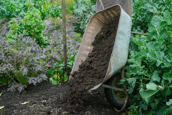 Tipping a barrowload of mulch onto soil
