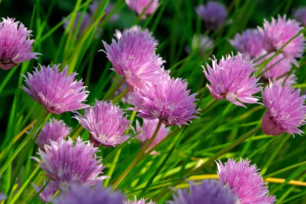 How to rejuvenate chives