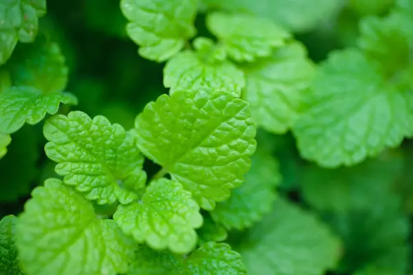 Melissa officinalis (Lemon Balm)