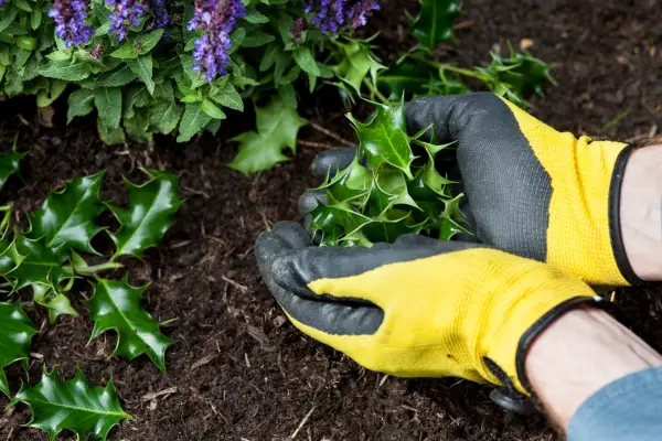 Mulching soil with holly leaves, to deter cats