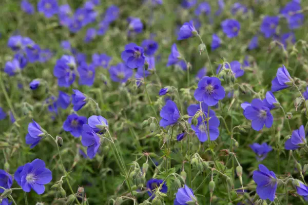 Blue flowers of hardy geranium 