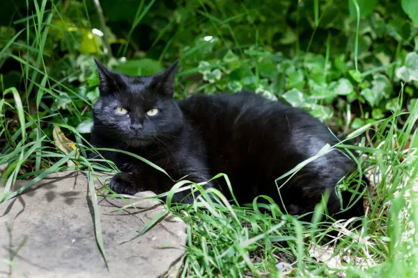 Black cat sitting in garden border