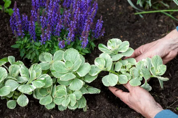 Planting Plectranthus caninus to deter cats