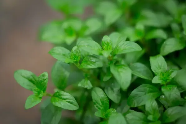 Pennyroyal, Mentha pulegium