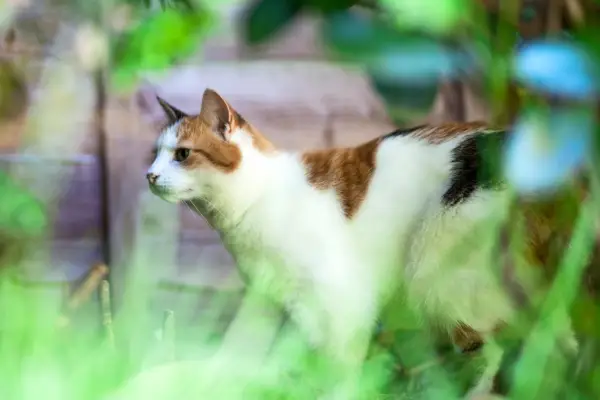 Cat in the garden