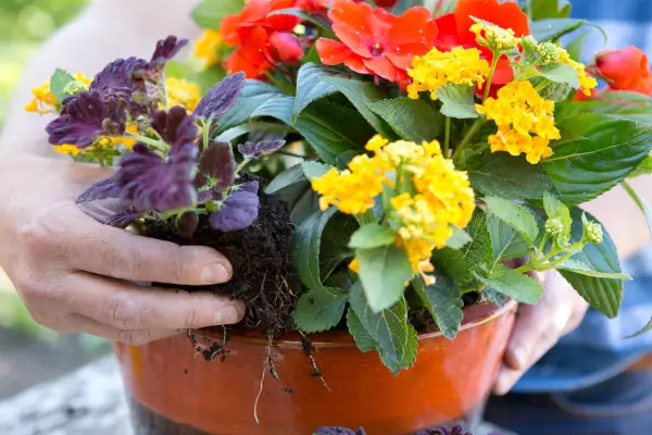 Planting coleus with lantana and impatiens