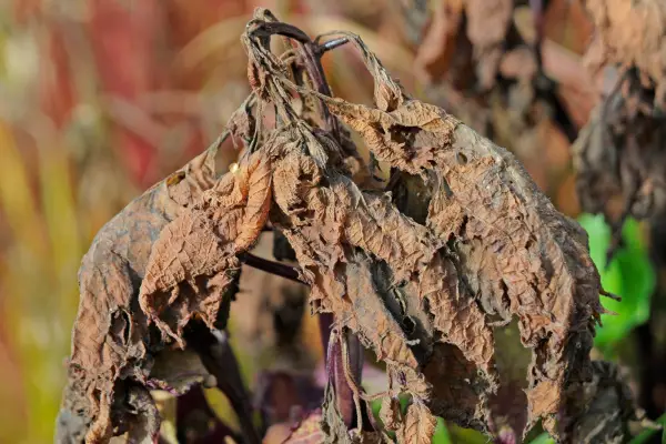 Frost damage to solenostemon