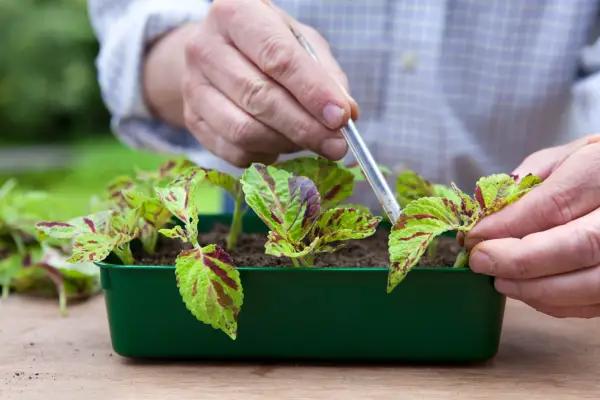 Taking solenostemon cuttings