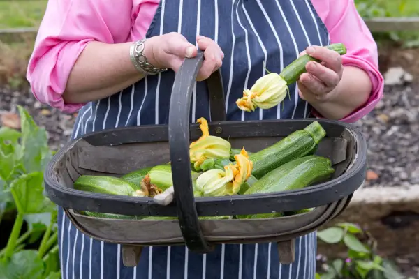 Newly harvested courgettes