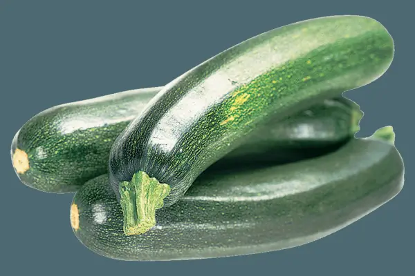 Immature courgette growing from courgette plant