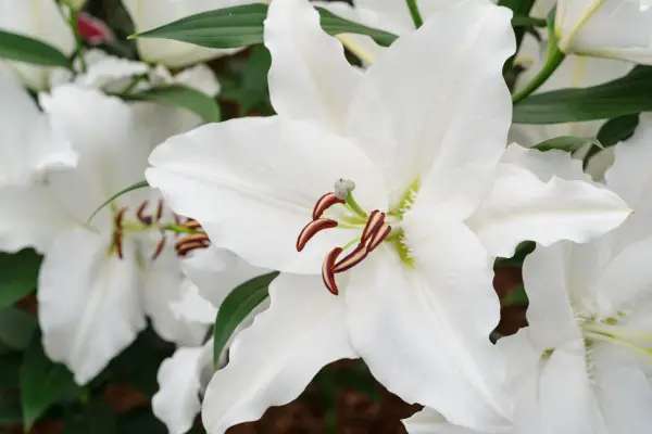 Pure white flowers of Lilium 