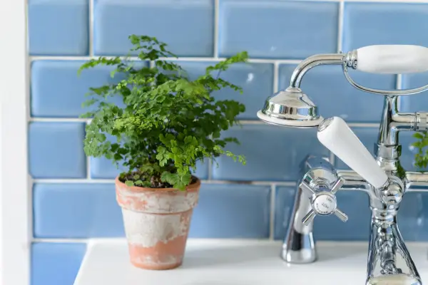 Maidenhair fern growing in a bathroom