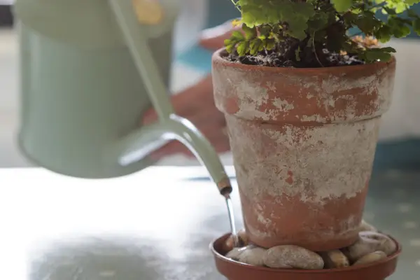 Watering maidenhair fern from the bottom