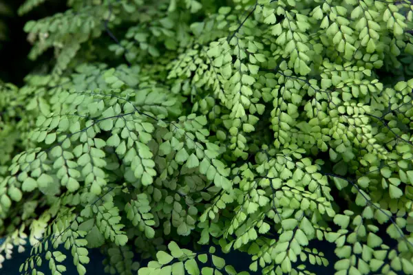 Maidenhair fern (Addiantum raddianum)