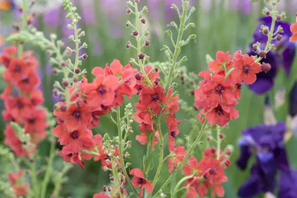 Verbascum 