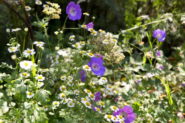 Blue-flowered geranium and white-flowered feverfew growing together