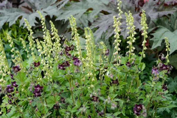 Geranium phaeum cranesbill 