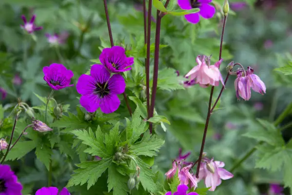 Geranium psilostemon growing with pale pink Aquilegia