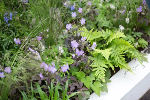Plant combinations of fern and hardy geranium