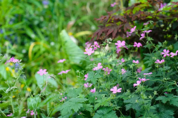 Acer palmatum growing with pink-flowered geranium in the foreground
