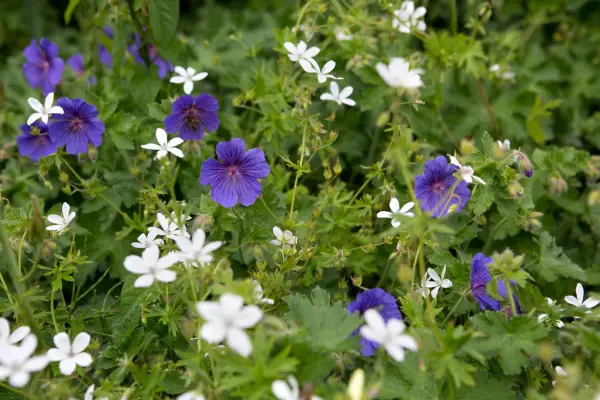 מה לצמוח עם גרניום