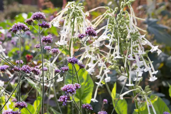 Verbena bonariensis and Nicotiana sylvestris