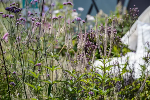 Verbena bonariensis with veronicastrum
