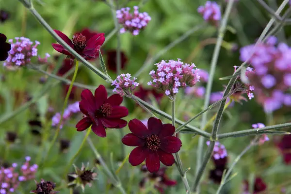 Verbena bonariensis with Cosmos atrosanguineus (Hillier)