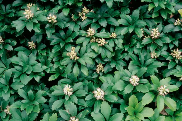 Pachysandra terminalis
