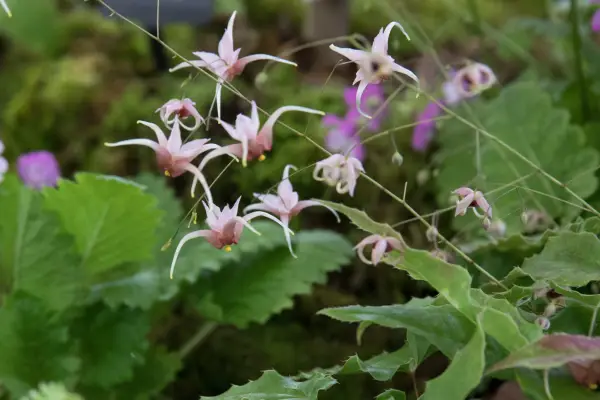 Epimedium wushanense 