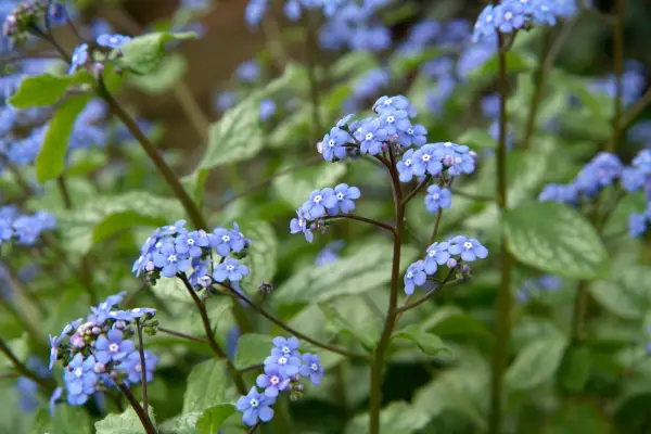 Brunnera