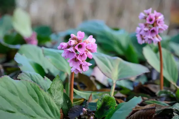 Bergenia