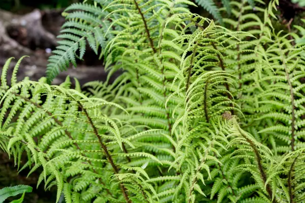 Dryopteris wallichiana alpine wood fern Bowdens stand Rickards Hardy Ferns plant portrait fern 210518 21052018 21/05/18 21/05/2018 21 21st May 2018 Spring RHS Chelsea Flower Show 2018 Great Pavilion photographer Paul Debois Floral Marquee