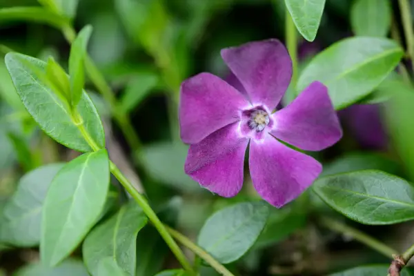 Lesser periwinkle, Vinca minor