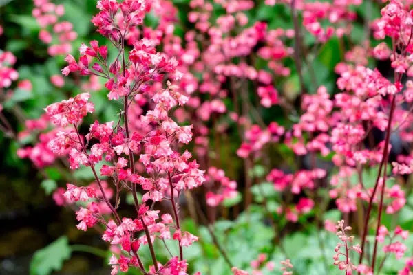 Plants for easy summer flowers: Heuchera 