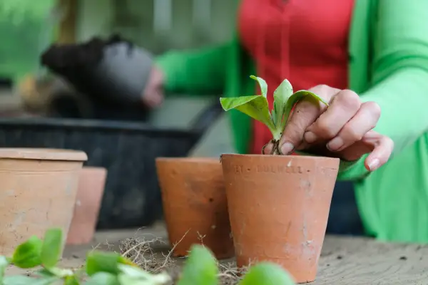 Planting an auricula in a pot