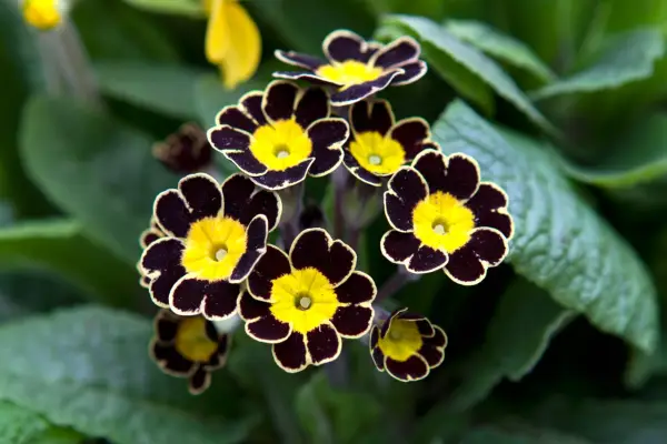 Primula Gold-Laced Group