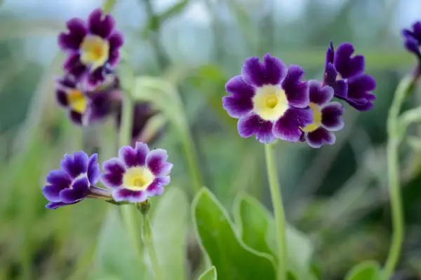 Hvordan man vokser auriculas
