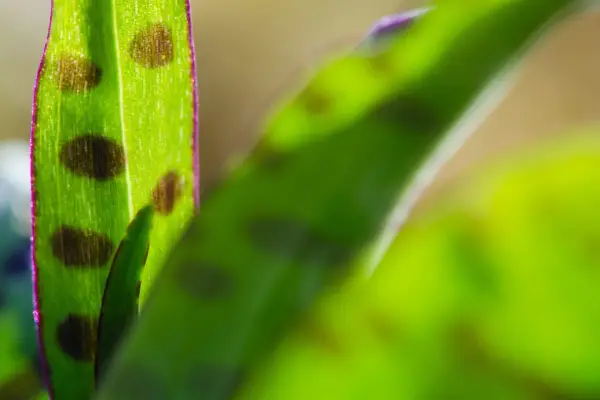 2048x1365_Dactylorhiza-fuchsii_SEO_GettyImages-521503686