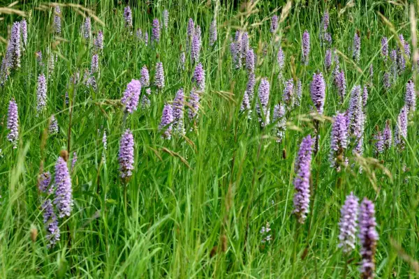 2048x1365_Dactylorhiza-fuchsii_SEO_GettyImages-511103586