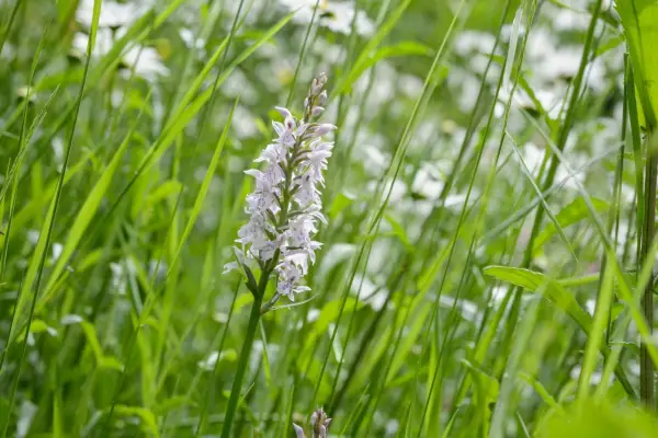 2048x1365_Dactylorhiza-fuchsii_SEO_LI3992756@Stockton_Bury_Gar